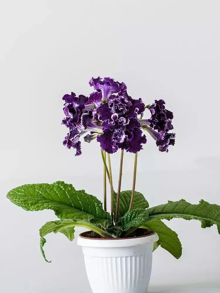 Стрептокарпус DS-Blackbarry 2100 Streptocarpus саджанець - Зображення 3