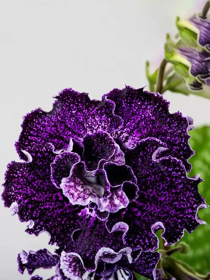 Стрептокарпус DS-Blackbarry 2100 Streptocarpus саджанець