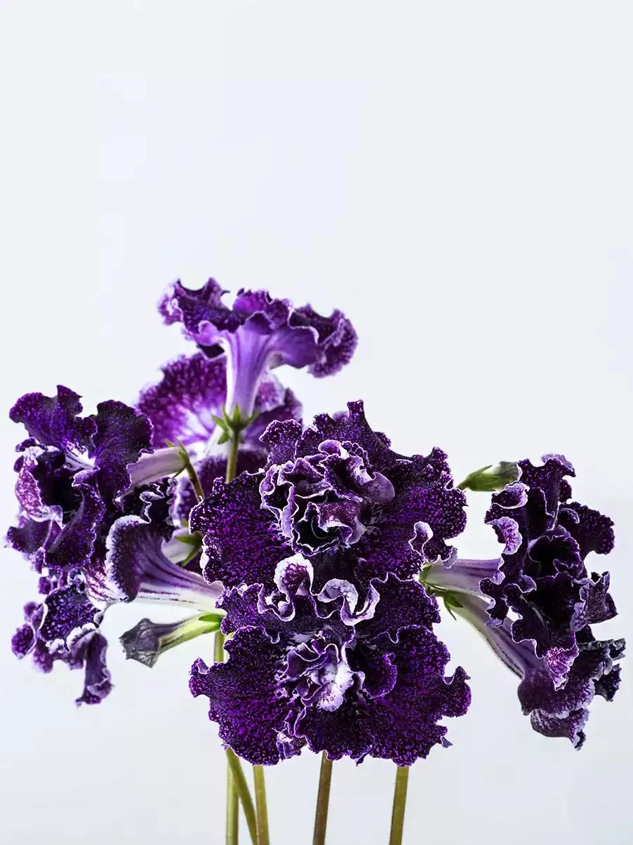 Стрептокарпус DS-Blackbarry 2100 Streptocarpus саджанець - Зображення 4