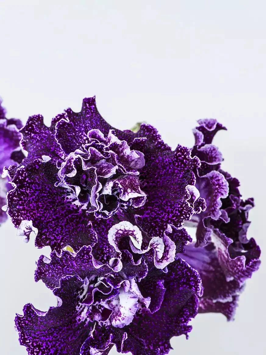 Стрептокарпус DS-Blackbarry 2100 Streptocarpus саджанець - Зображення 2