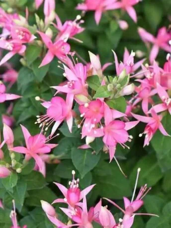 Фуксія деревовидна Walz Jubelteen Fuchsia Вальц Жубельтін (молода рослина в горщику р7, висота 15-20 см)