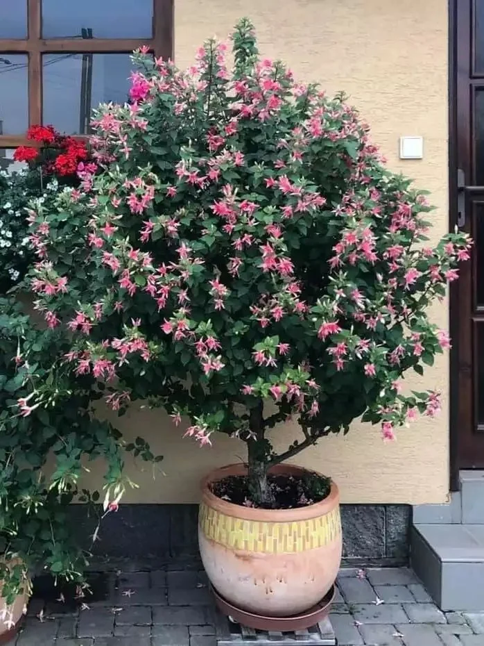 Фуксія деревовидна Walz Jubelteen Fuchsia Вальц Жубельтін (молода рослина в горщику р7, висота 15-20 см) - Зображення 8