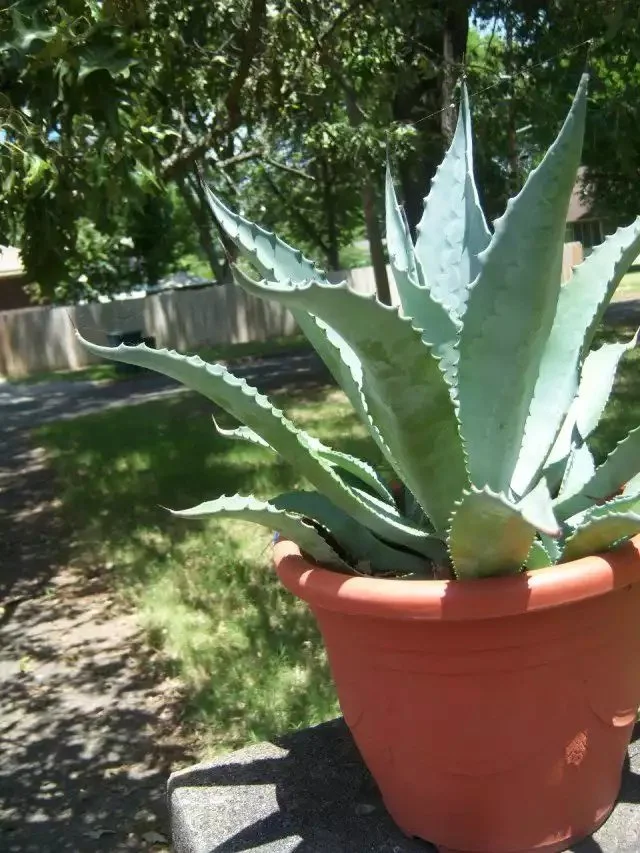 Агава американська Latifolia Agave (кадкова, вічнозелена, екзотична рослина) d10 - Зображення 4
