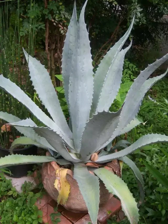 Агава американська Latifolia Agave (кадкова, вічнозелена, екзотична рослина) d10