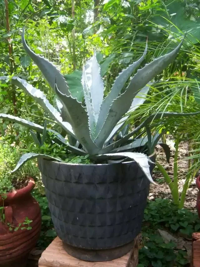 Агава американська Latifolia Agave (кадкова, вічнозелена, екзотична рослина) d10 - Зображення 2