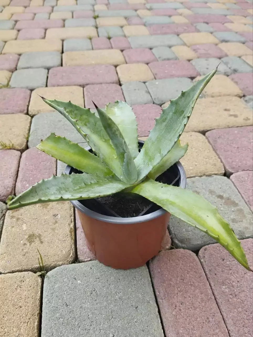 Агава американська Latifolia Agave (кадкова, вічнозелена, екзотична рослина) d10 - Зображення 3