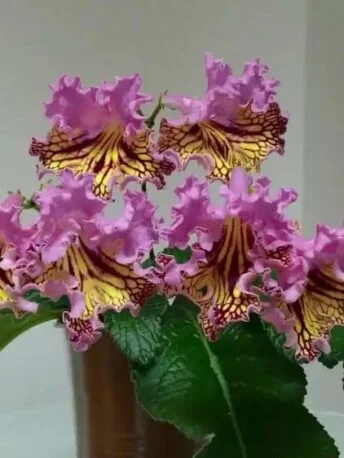 Стрептокарпус Клещ-Драко Streptocarpus