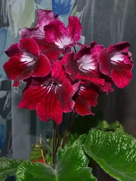 Стрептокарпус Клещ Red Velvet Streptocarpus - Зображення 2