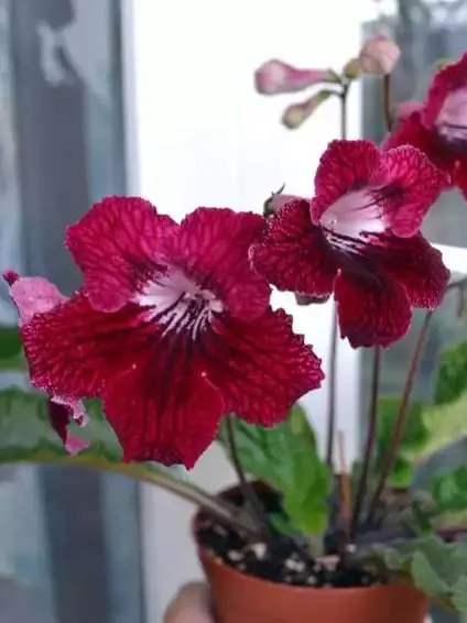 Стрептокарпус Клещ Red Velvet Streptocarpus - Зображення 3