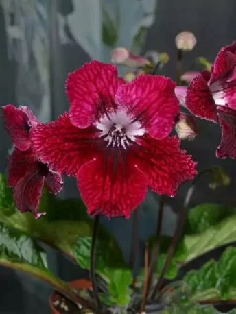Стрептокарпус Клещ Red Velvet Streptocarpus