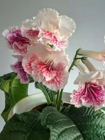 Стрептокарпус ВаТ-Мандаринка Streptocarpus (молода рослина в горщику р5)