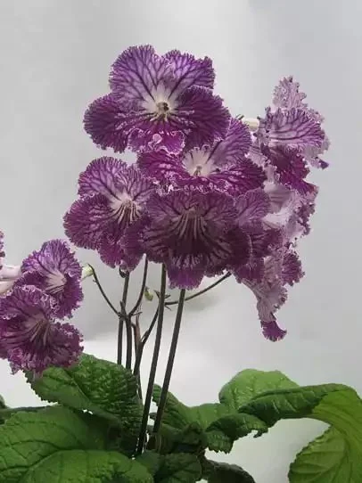Стрептокарпус UA-Леший Streptocarpus - Зображення 4
