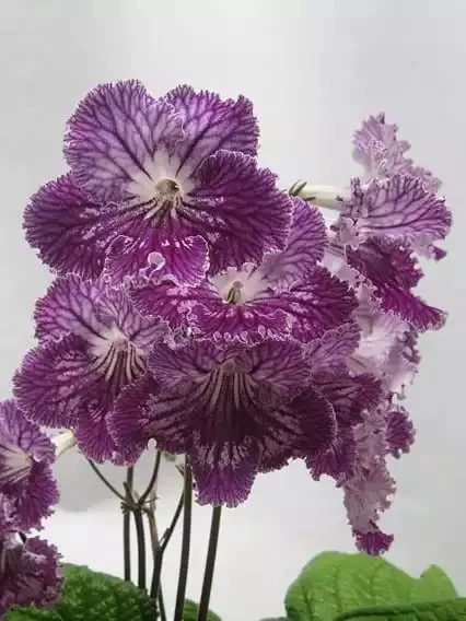 Стрептокарпус UA-Леший Streptocarpus - Зображення 2