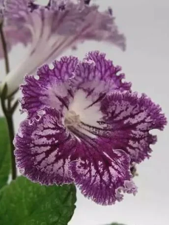 Стрептокарпус UA-Леший Streptocarpus