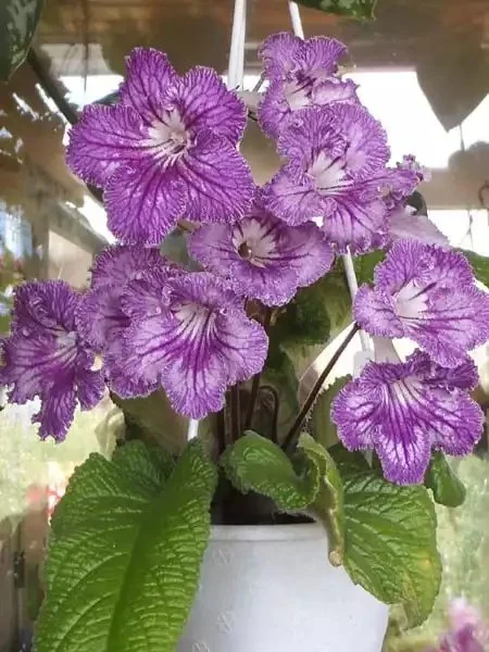 Стрептокарпус UA-Леший Streptocarpus - Зображення 5