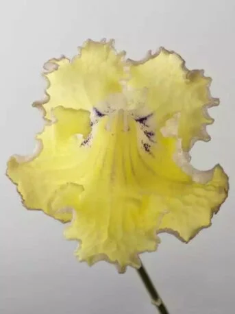 Стрептокарпус DS-Цыпленок 1123 Streptocarpus