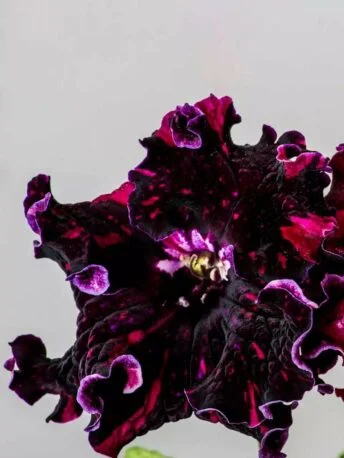 Стрептокарпус DS-Решайся 1407 Streptocarpus саджанець