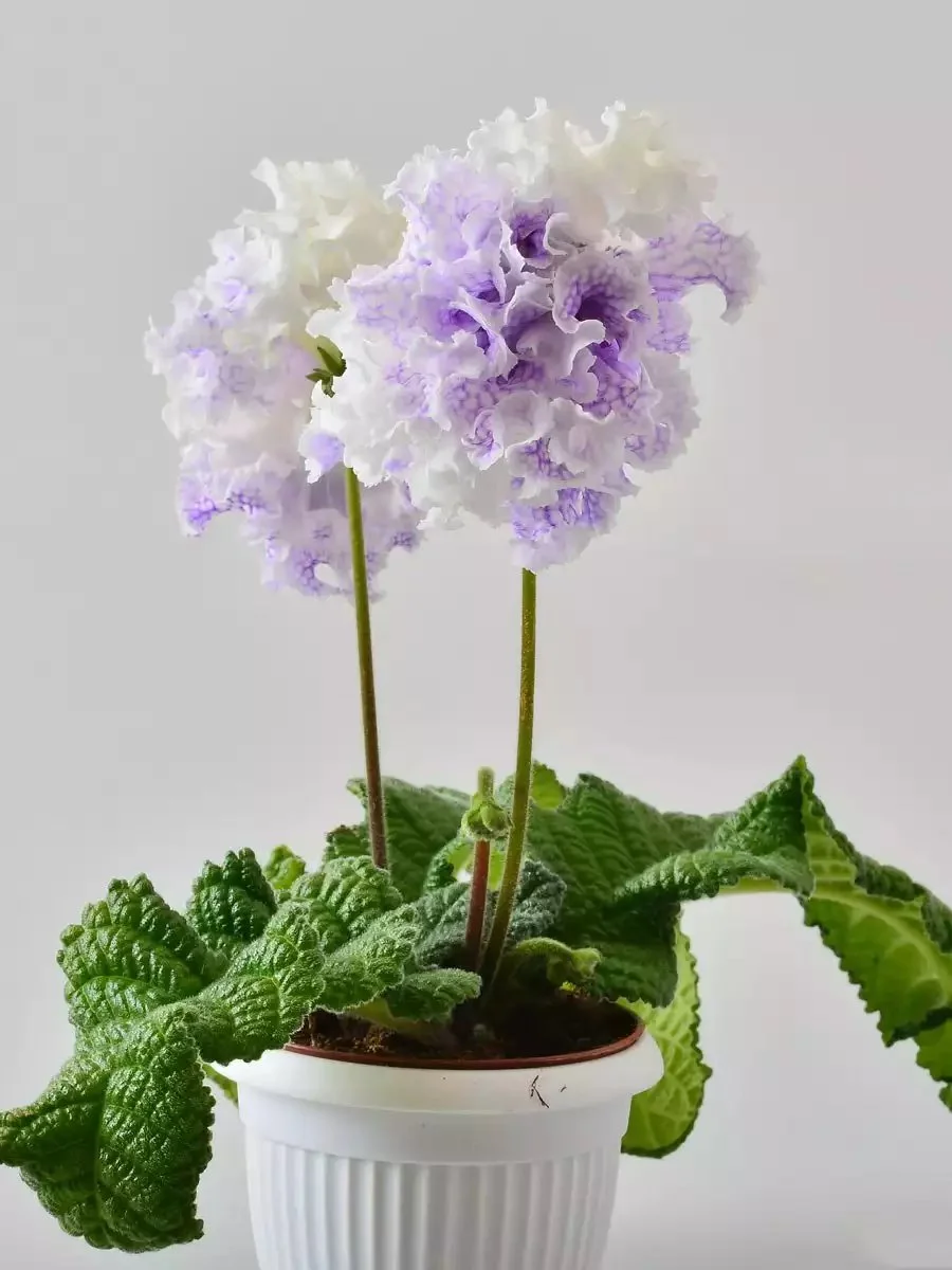 Стрептокарпус DS-Посейдон 2400 Streptocarpus - Зображення 4