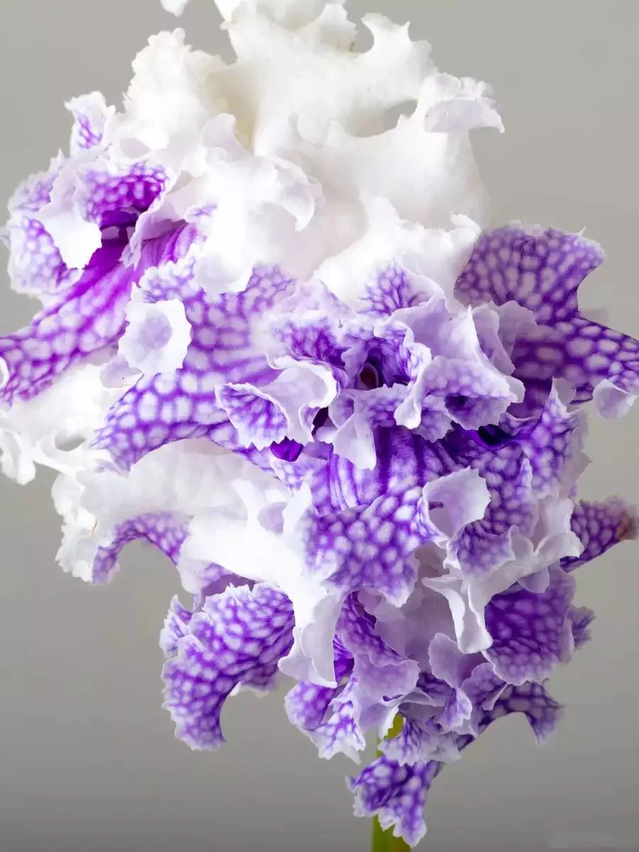 Стрептокарпус DS-Посейдон 2400 Streptocarpus - Зображення 5