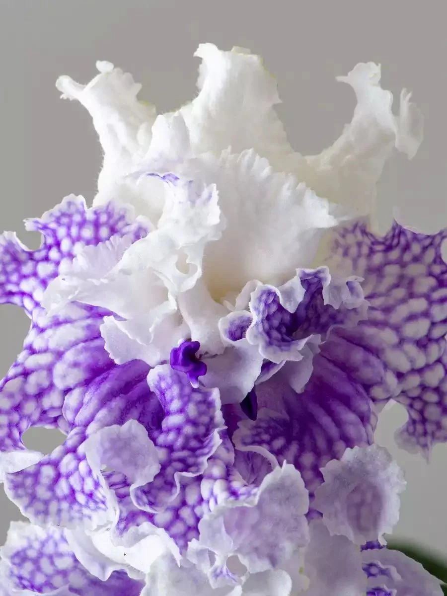 Стрептокарпус DS-Посейдон 2400 Streptocarpus - Зображення 3