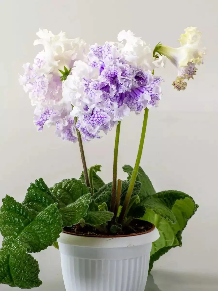 Стрептокарпус DS-Посейдон 2400 Streptocarpus - Зображення 2