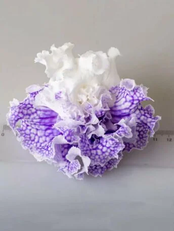 Стрептокарпус DS-Посейдон 2400 Streptocarpus