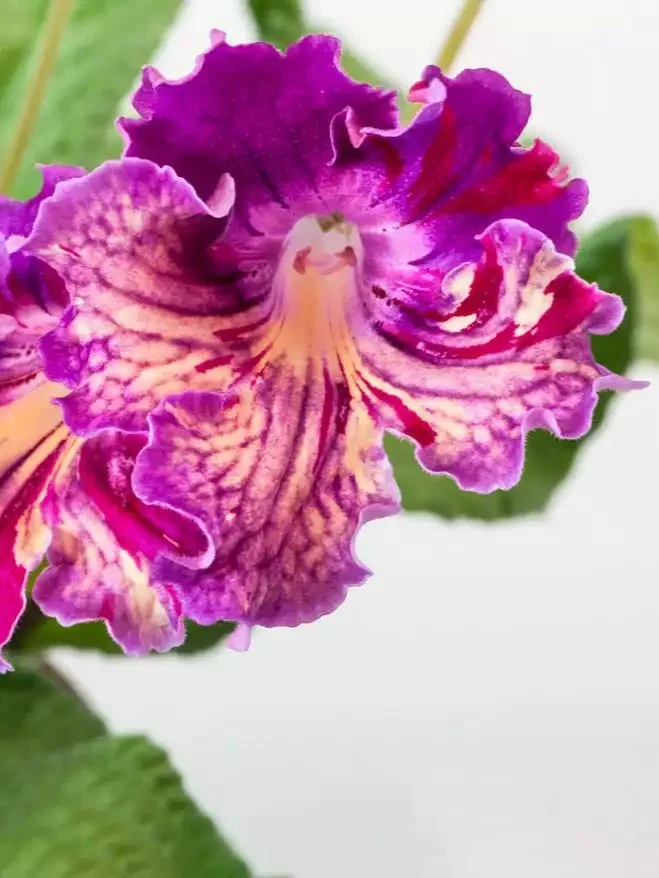 Стрептокарпус DS-Попугайчик 1877 Streptocarpus (молода рослина в горщику р5)