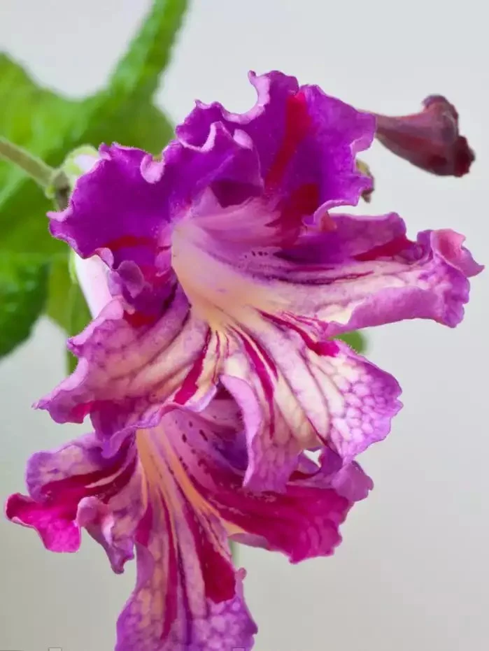 Стрептокарпус DS-Попугайчик 1877 Streptocarpus (молода рослина в горщику р5) - Зображення 4