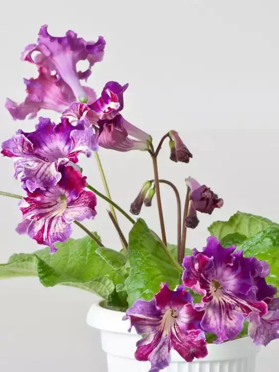 Стрептокарпус DS-Попугайчик 1877 Streptocarpus (молода рослина в горщику р5) - Зображення 3
