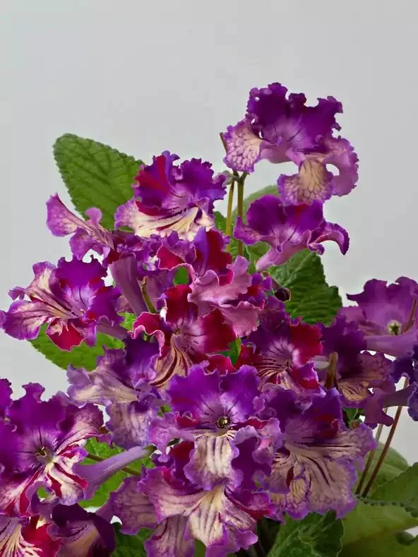 Стрептокарпус DS-Попугайчик 1877 Streptocarpus (молода рослина в горщику р5) - Зображення 2