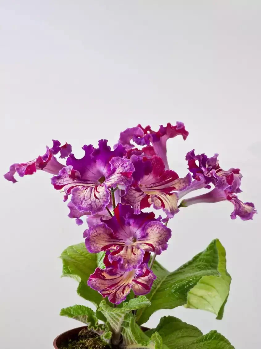 Стрептокарпус DS-Попугайчик 1877 Streptocarpus (молода рослина в горщику р5) - Зображення 5