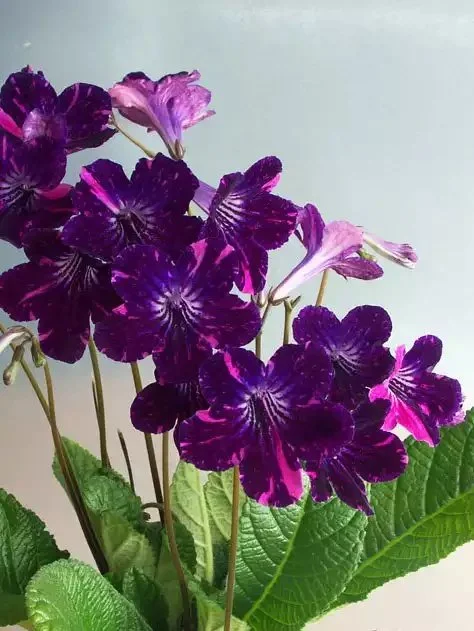 Стрептокарпус DS-Плюшевый Зверек 290 Streptocarpus - Зображення 4