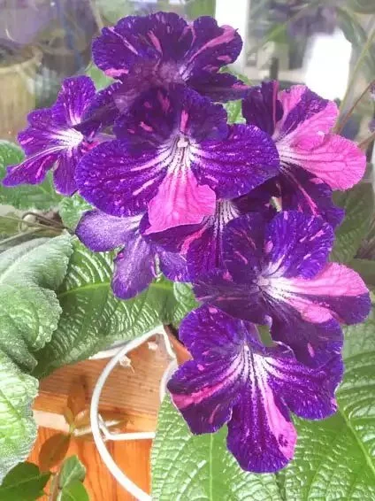 Стрептокарпус DS-Плюшевый Зверек 290 Streptocarpus - Зображення 5