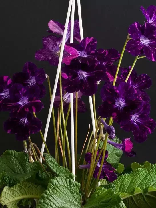 Стрептокарпус DS-Плюшевый Зверек 290 Streptocarpus - Зображення 3