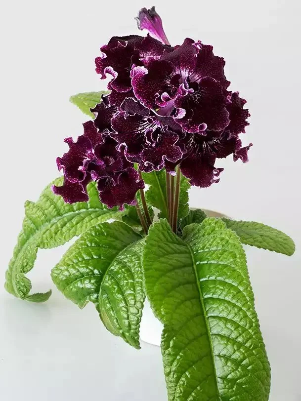 Стрептокарпус DS-Мишка 2091 Streptocarpus (молода рослина в горщику р5) - Зображення 3