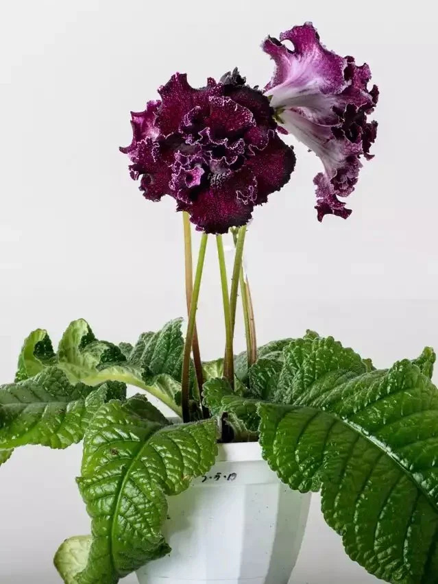 Стрептокарпус DS-Мишка 2091 Streptocarpus (молода рослина в горщику р5) - Зображення 4