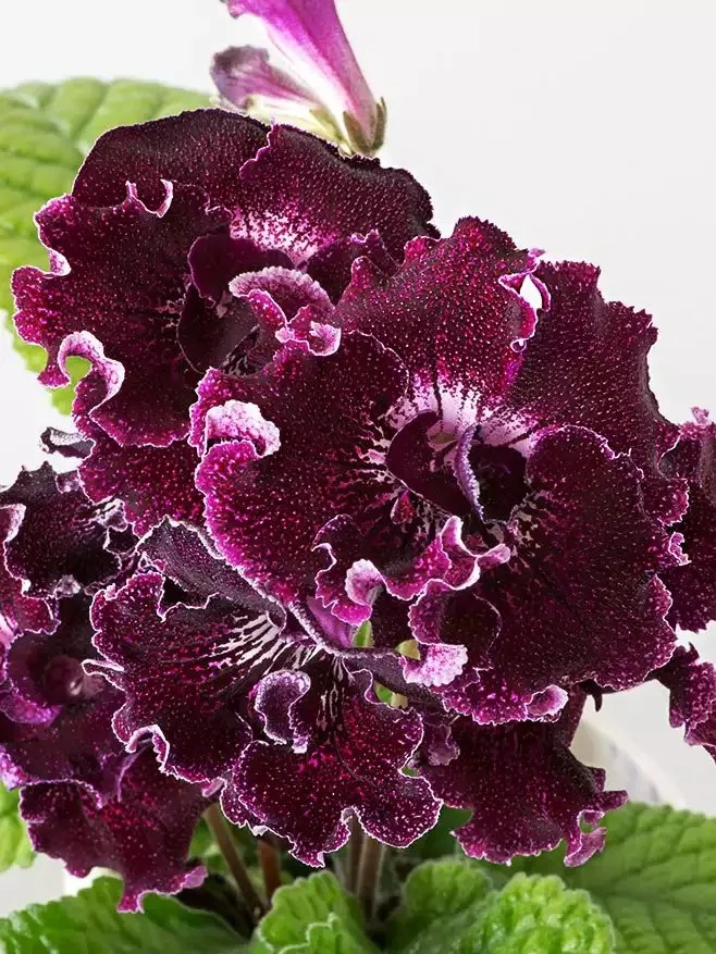 Стрептокарпус DS-Мишка 2091 Streptocarpus (молода рослина в горщику р5) - Зображення 5