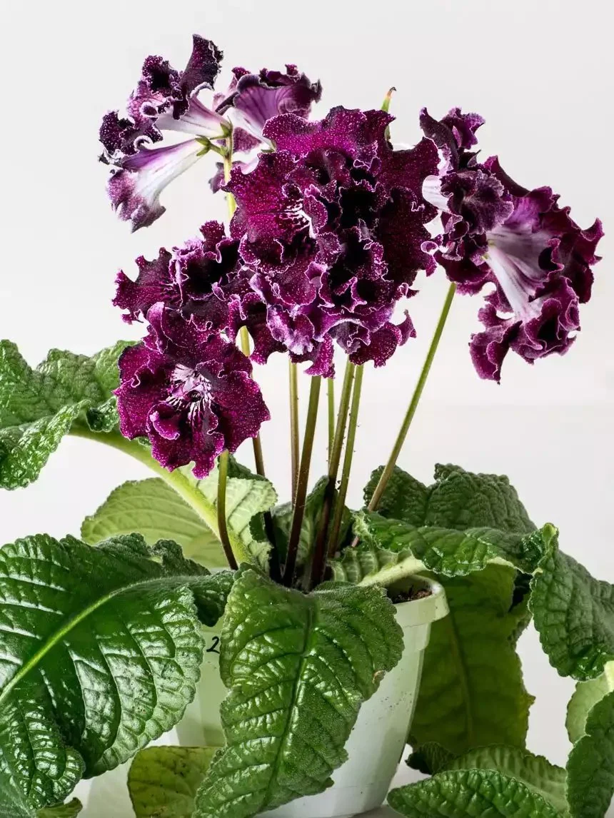 Стрептокарпус DS-Мишка 2091 Streptocarpus (молода рослина в горщику р5) - Зображення 2
