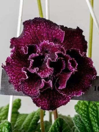 Стрептокарпус DS-Мишка 2091 Streptocarpus (молода рослина в горщику р5)