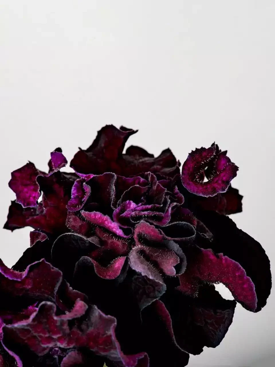 Стрептокарпус DS-Маугли 2083 Streptocarpus саджанець - Зображення 4