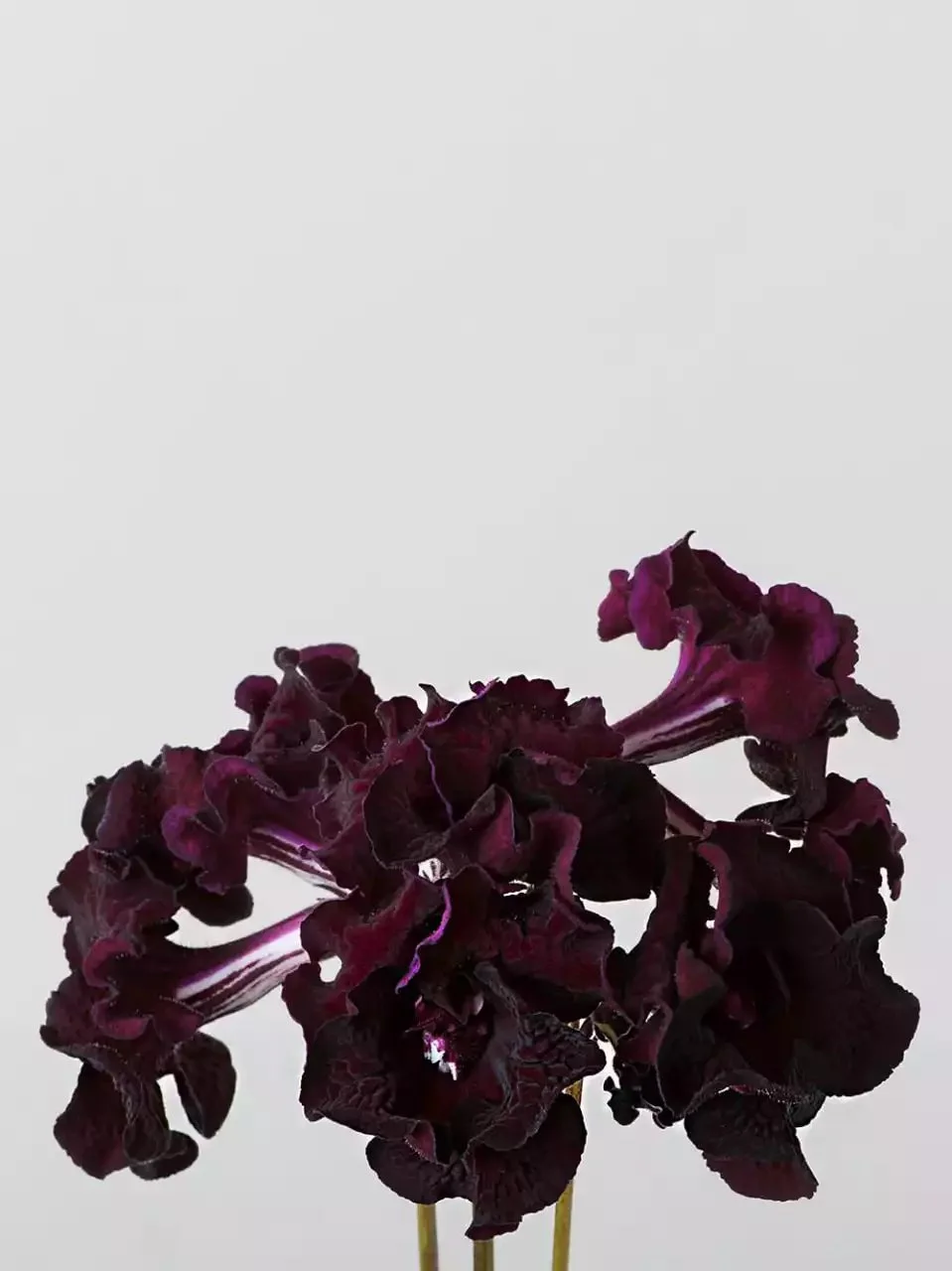 Стрептокарпус DS-Маугли 2083 Streptocarpus саджанець - Зображення 6
