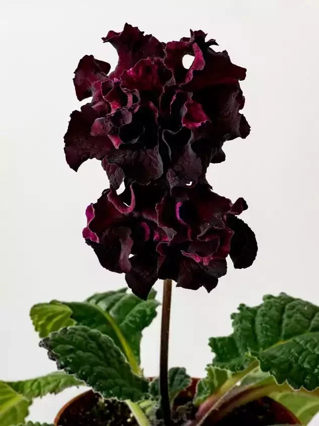 Стрептокарпус DS-Маугли 2083 Streptocarpus саджанець - Зображення 5