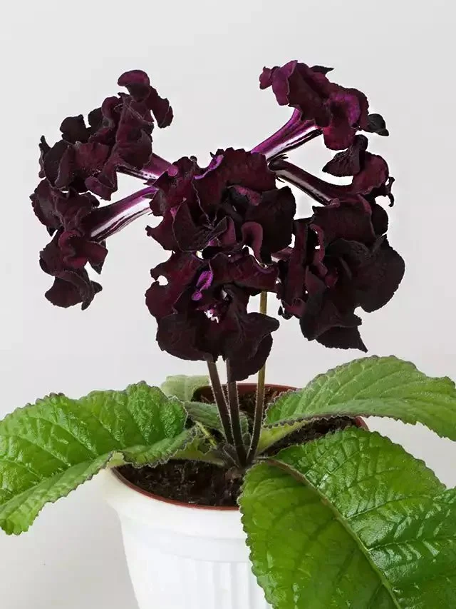 Стрептокарпус DS-Маугли 2083 Streptocarpus саджанець - Зображення 2