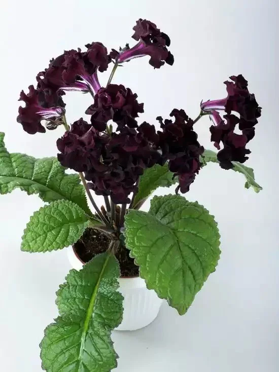 Стрептокарпус DS-Маугли 2083 Streptocarpus саджанець - Зображення 3
