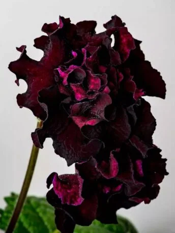 Стрептокарпус DS-Маугли 2083 Streptocarpus саджанець