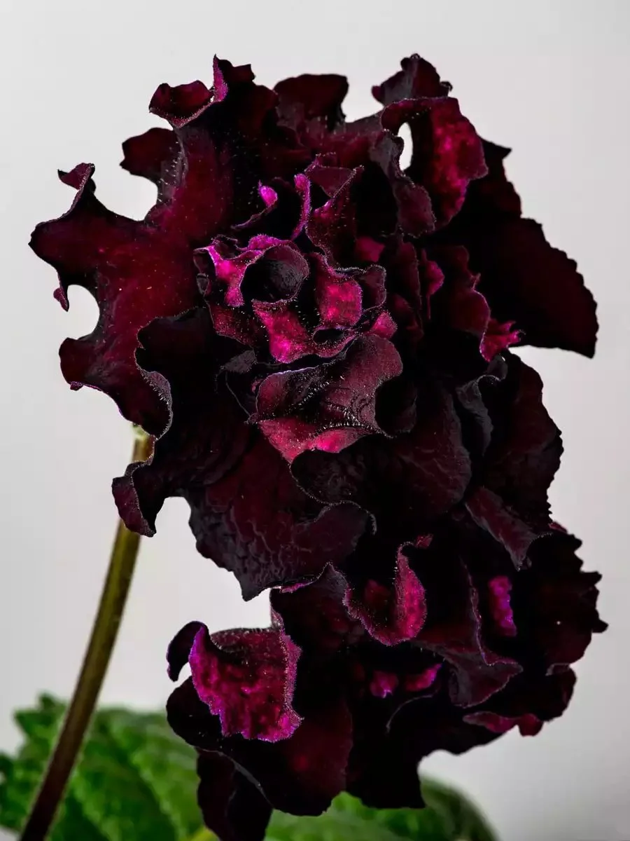 Стрептокарпус DS-Маугли 2083 Streptocarpus саджанець