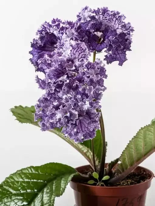 Стрептокарпус DS-Кораловый Риф 1759 Streptocarpus - Зображення 4