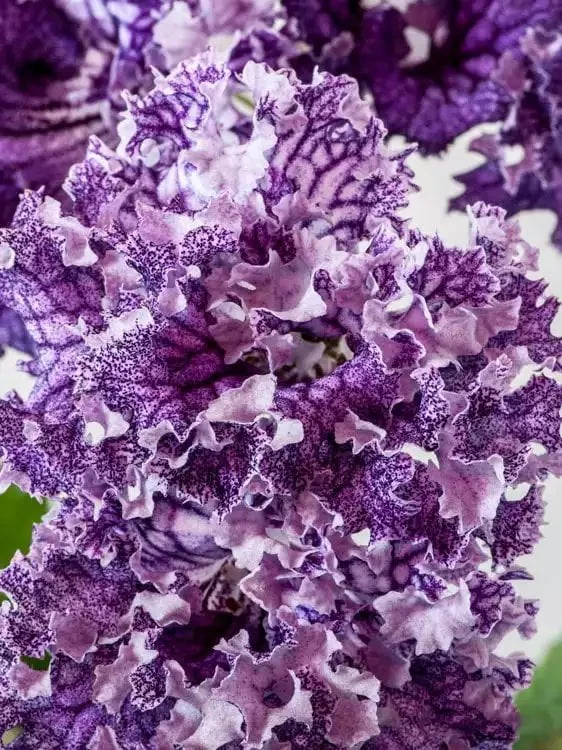 Стрептокарпус DS-Кораловый Риф 1759 Streptocarpus - Зображення 3