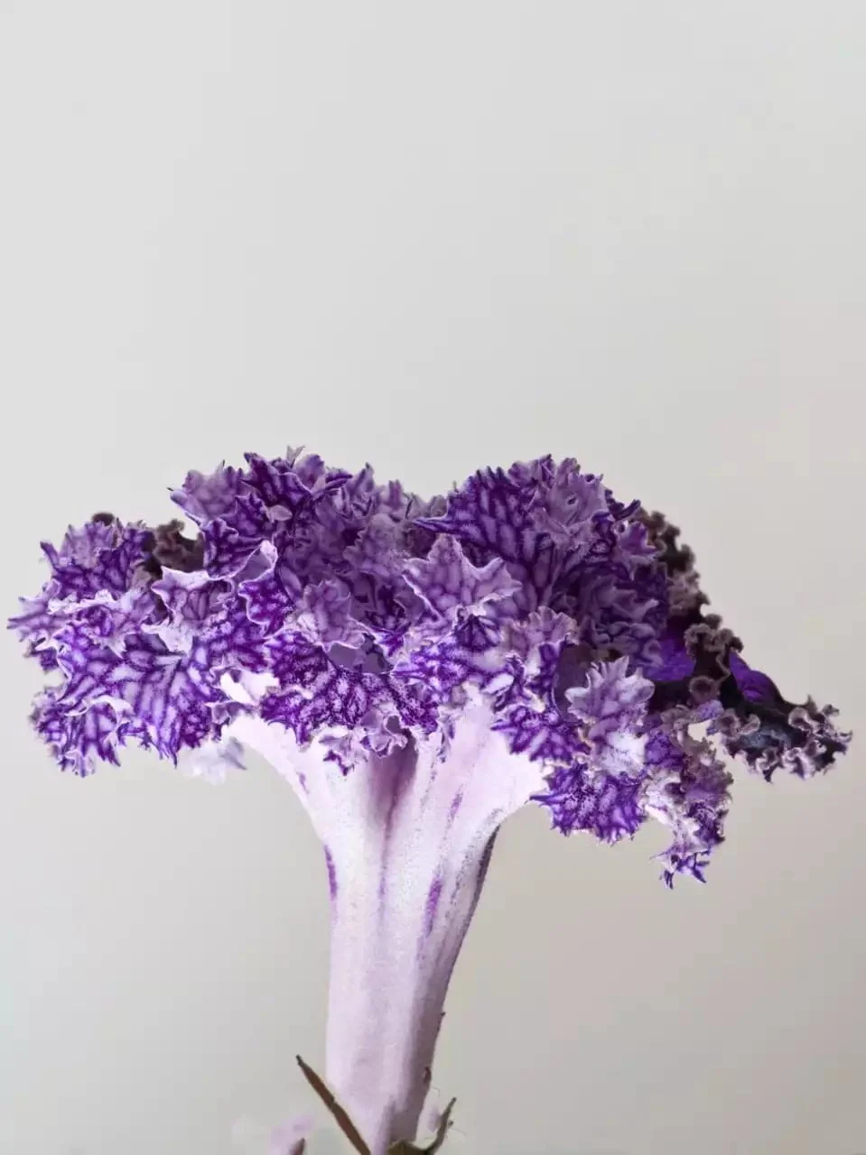 Стрептокарпус DS-Кораловый Риф 1759 Streptocarpus - Зображення 6