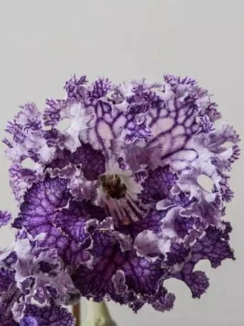 Стрептокарпус DS-Кораловый Риф 1759 Streptocarpus